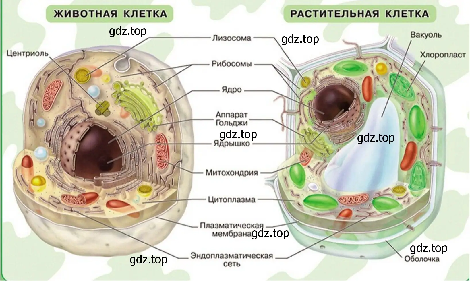 Рисунок 2. Клеточный уровень организации живой материи.