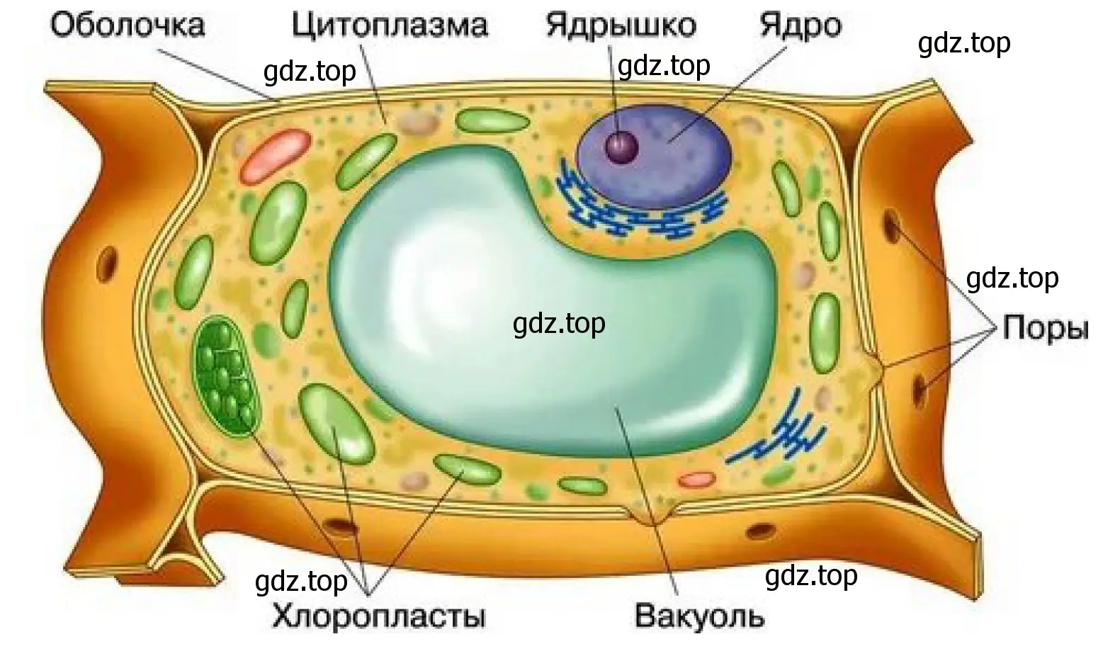 Рисунок 3. Схема строения растительной клетки.