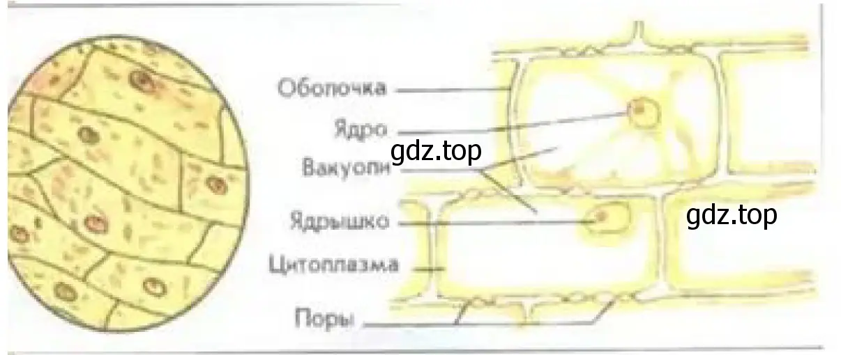 Рисунок. Схема растительной клетки.