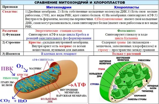 Рисунок. Таблица. Сравнение митохондрий и и хлоропластов. 