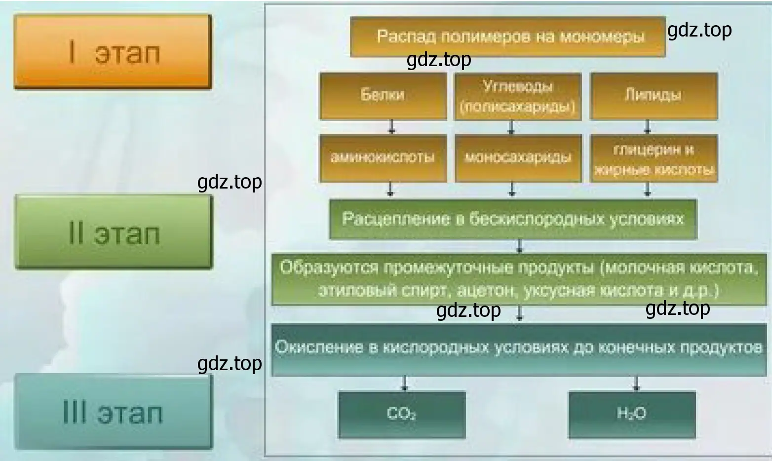 Рисунок. Схема, отражающая биологические окисление в клетке.