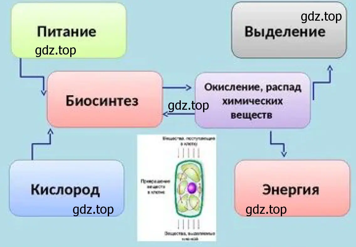 Рисунок. Схема показывающая суть обмена веществ в клетке.