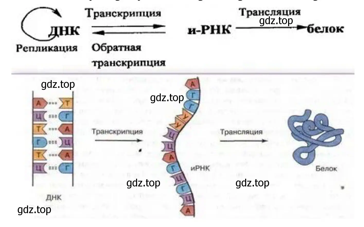 Рисунок. Схема показывающая суть регуляции транскрипции и трансляции.