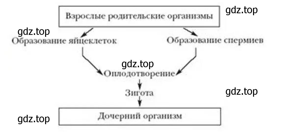 Рисунок. Схема полового размножения организмов.