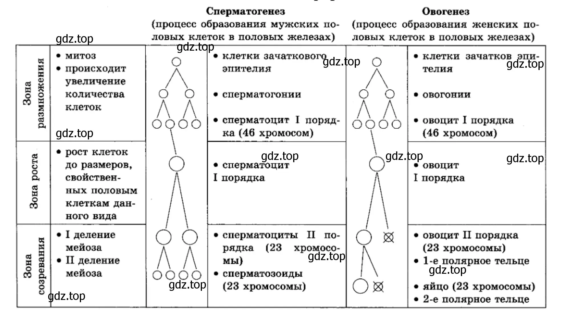 Рисунок. Таблица. Процессы мужских и женских половых клеток.