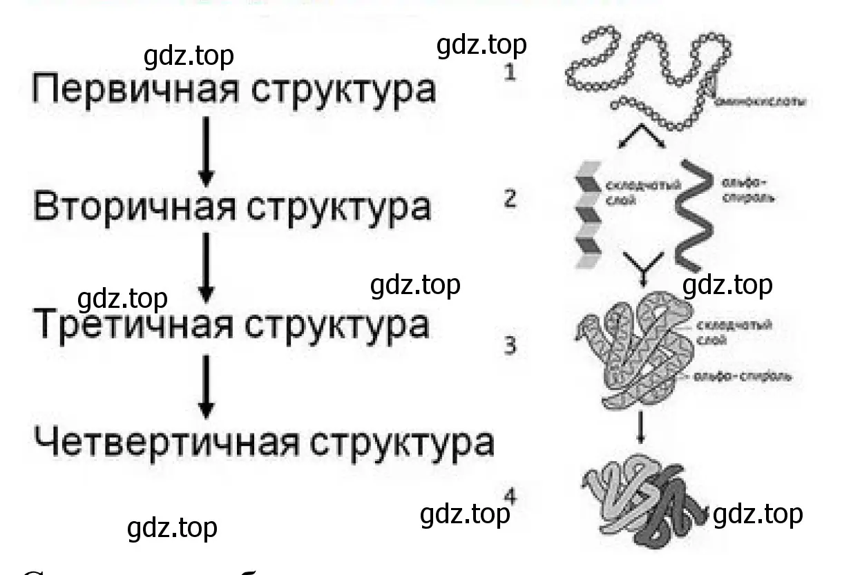 Рисунок 2. Схема. Структура белка.