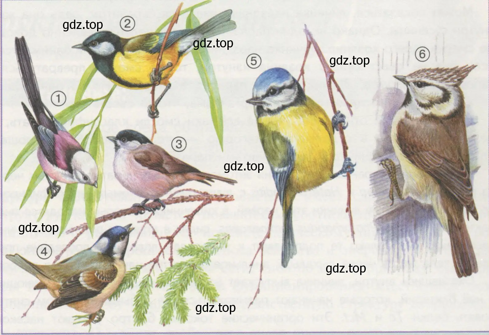 Рисунок. Синицы Европейской части России: 1 — длиннохвостая синица, или ополовничек (Aegithalos caudatus), 2 — большая синица (Parus major), 3 — черноголовая гаичка (Poecile (Parus) palustris), 4 — московка, или чёрная синица (Periparus (Parus) ater), 5 — лазоревка (Cyanistes caeruleus), 6 — хохлатая синица, или гренадёрка (Lophophanes (Parus) cristatus).