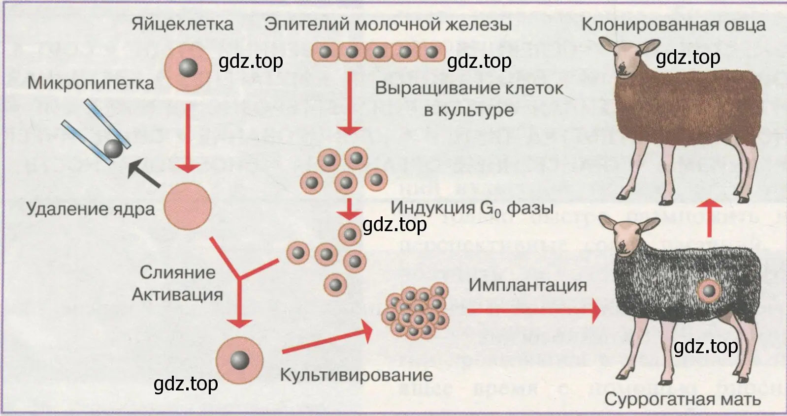 Рисунок. Клонирование