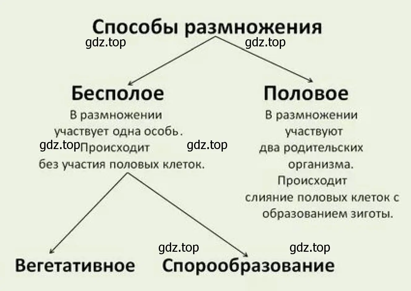 Рисунок 1. Схема способов размножения.