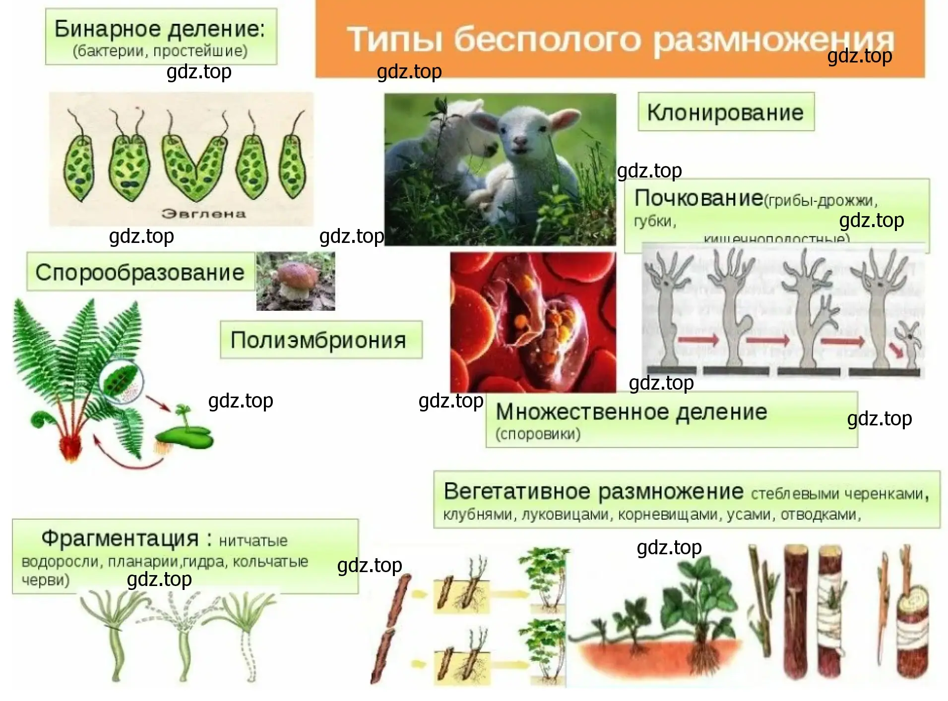 Рисунок 2. Тиры бесполого размножения.