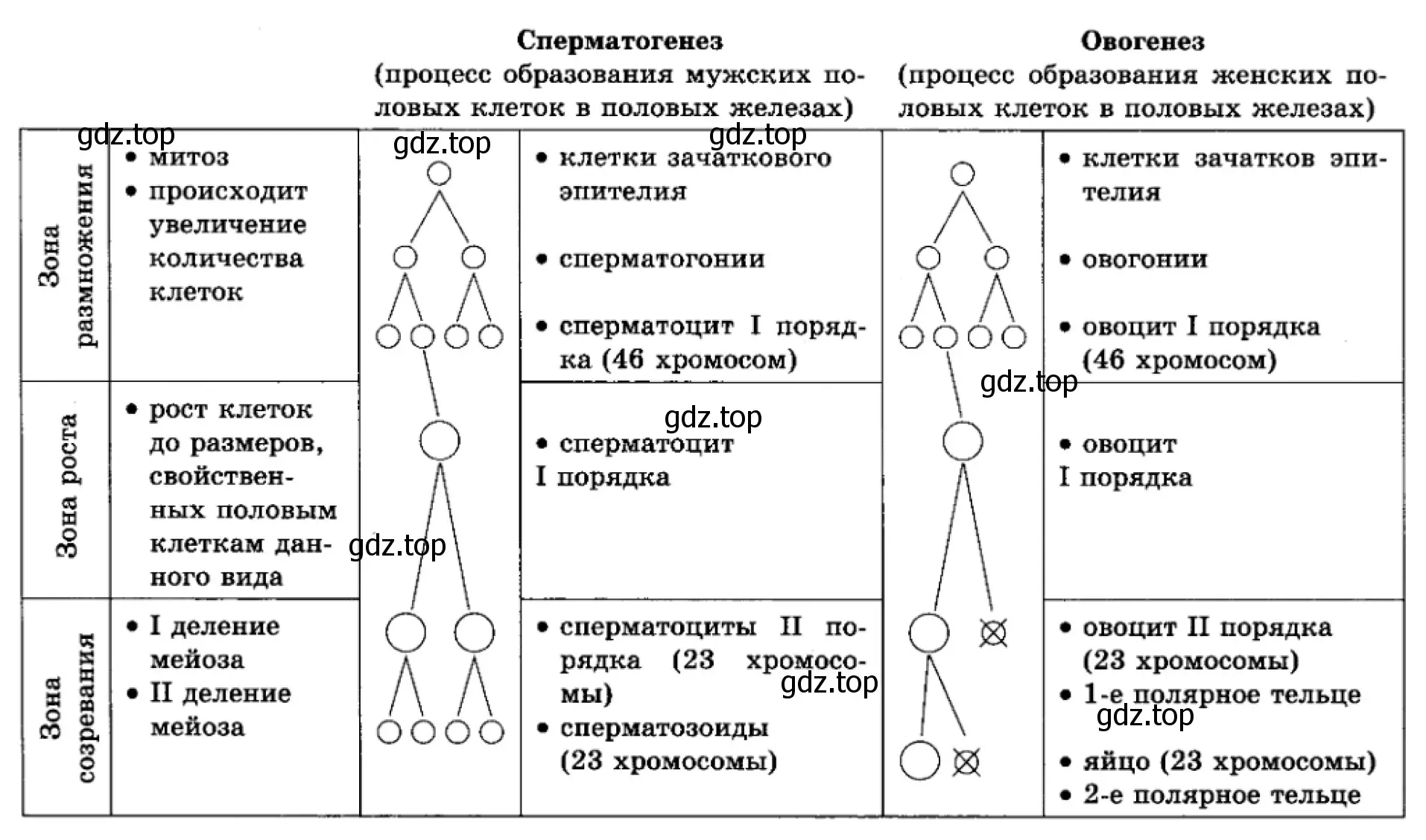 Рисунок. Сравнительная таблица сперматогенеза и оогенеза.