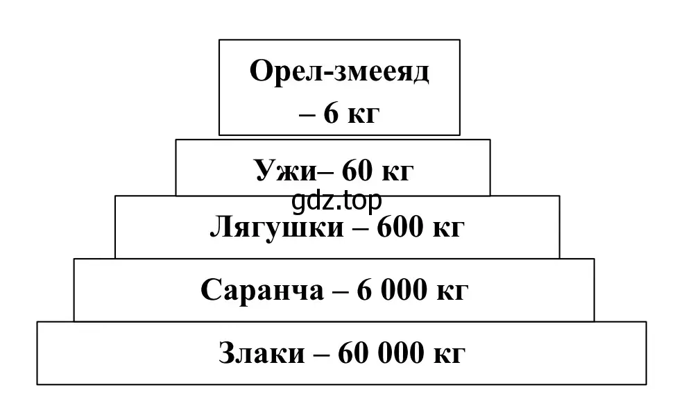 Рисунок. Пирамида биомассы для пищевой цепи: злаки ➝ саранча ➝ лягушки ➝ ужи ➝ орёл-змееяд.