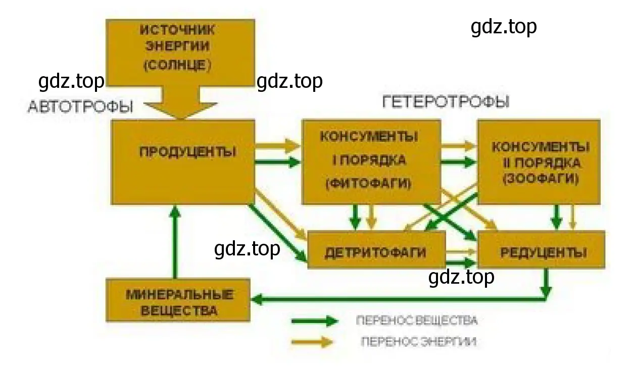 Рисунок. Схема. Перенос вещества и энергии в экосистеме.