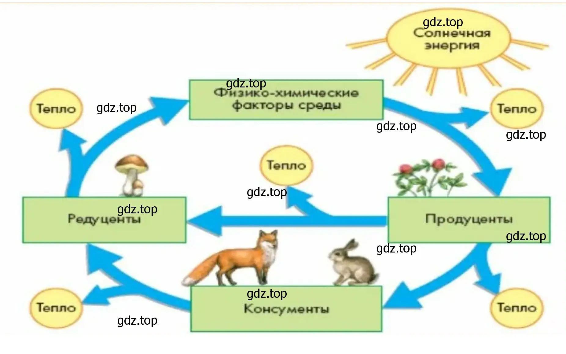 Рисунок. Круговорот веществ в биосфере.