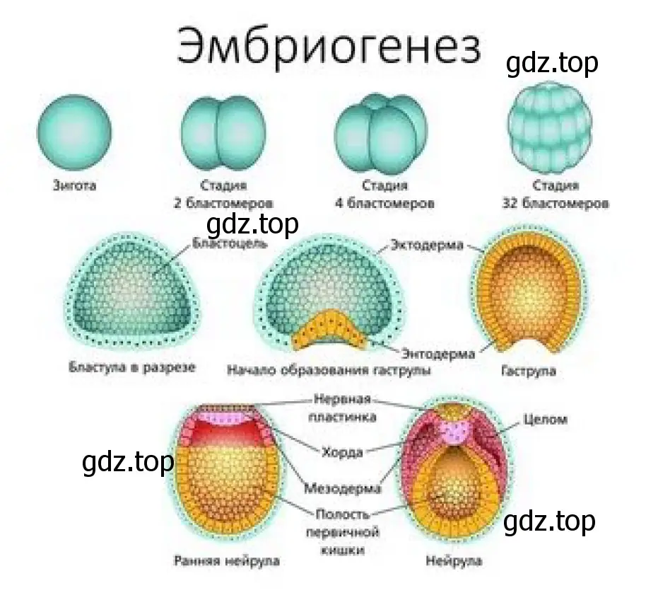 Рисунок. Схема. Эмбриональный период развития.