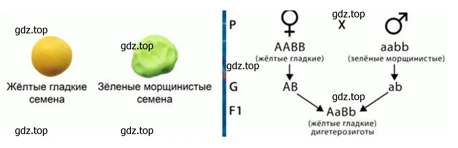 Рисунок 1. Скрещивание по двум признакам.