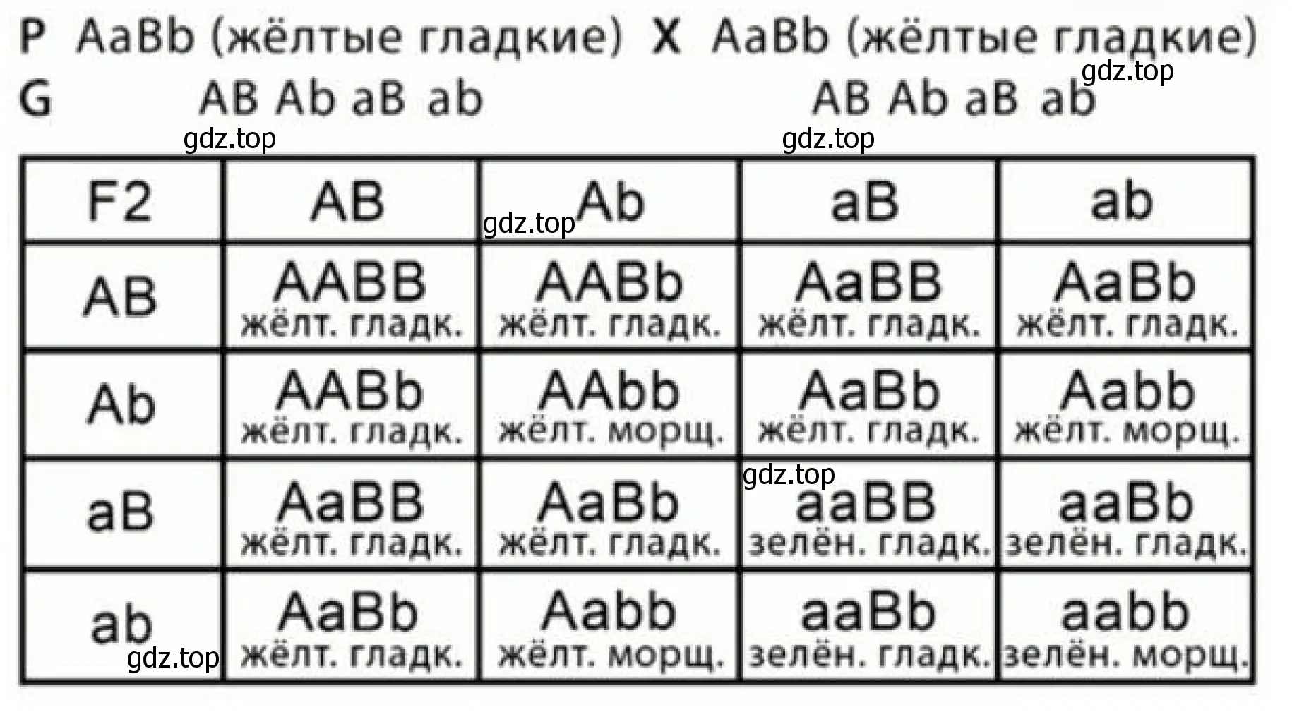 Рисунок 2. Схема наследования признаков при дигибридном скрещивании.