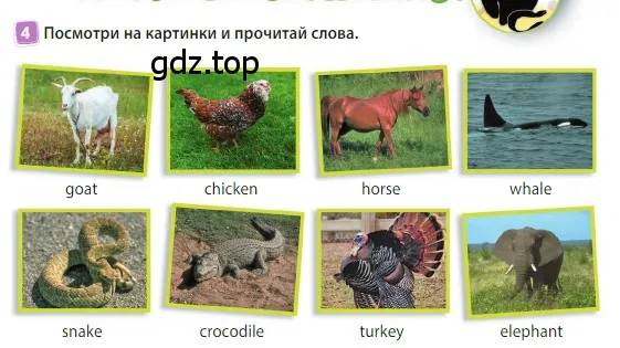 Условие номер 4 (страница 13) гдз по английскому языку 3 класс Быкова, Дули, учебник 2 часть