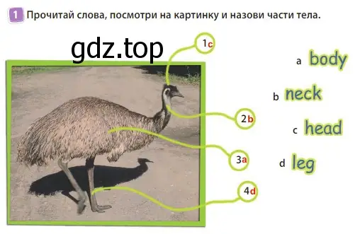 Решение 3. номер 1 (страница 17) гдз по английскому языку 3 класс Быкова, Дули, учебник 2 часть