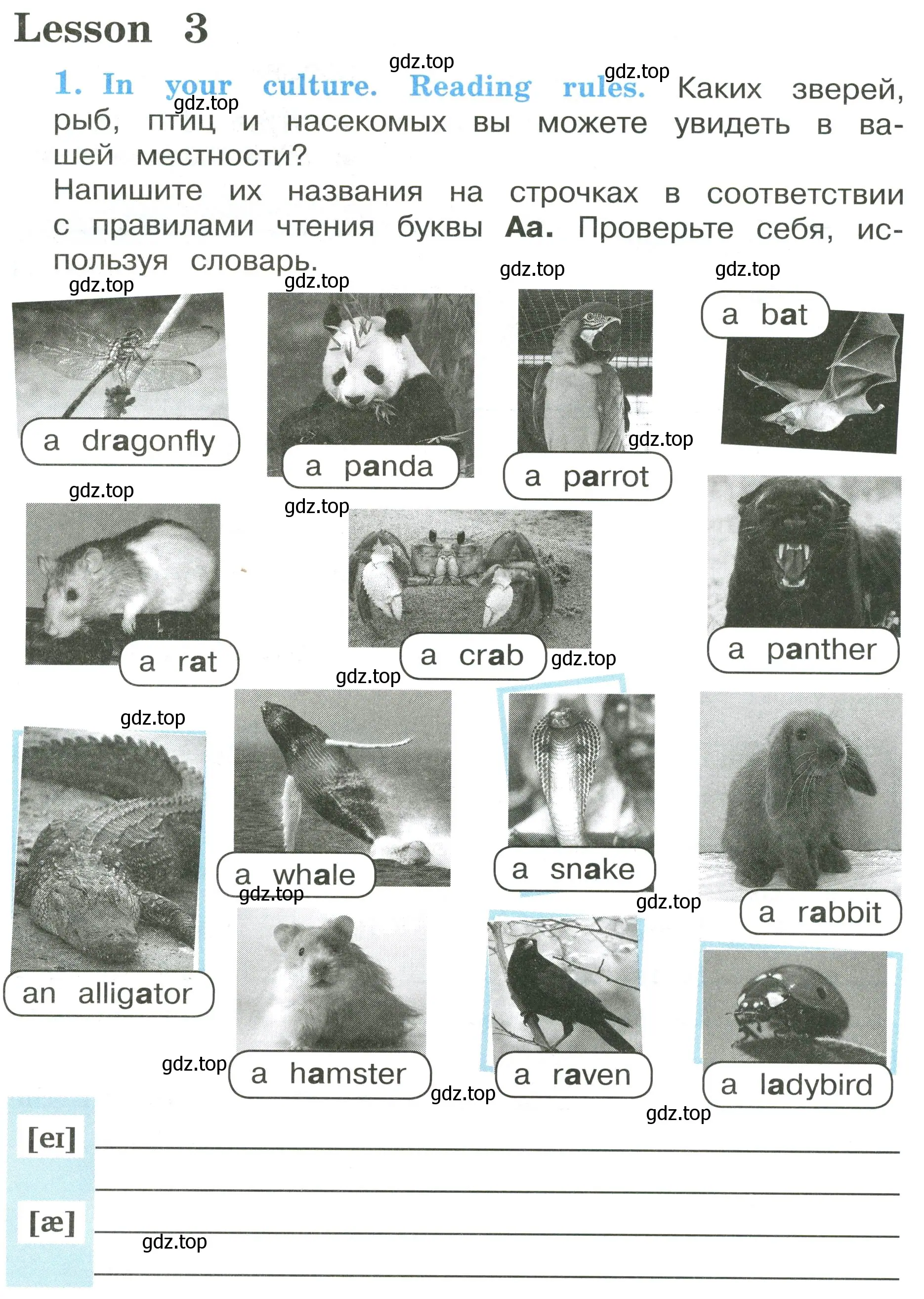 Условие номер 1 (страница 8) гдз по английскому языку 3 класс Кузовлев, Лапа, рабочая тетрадь