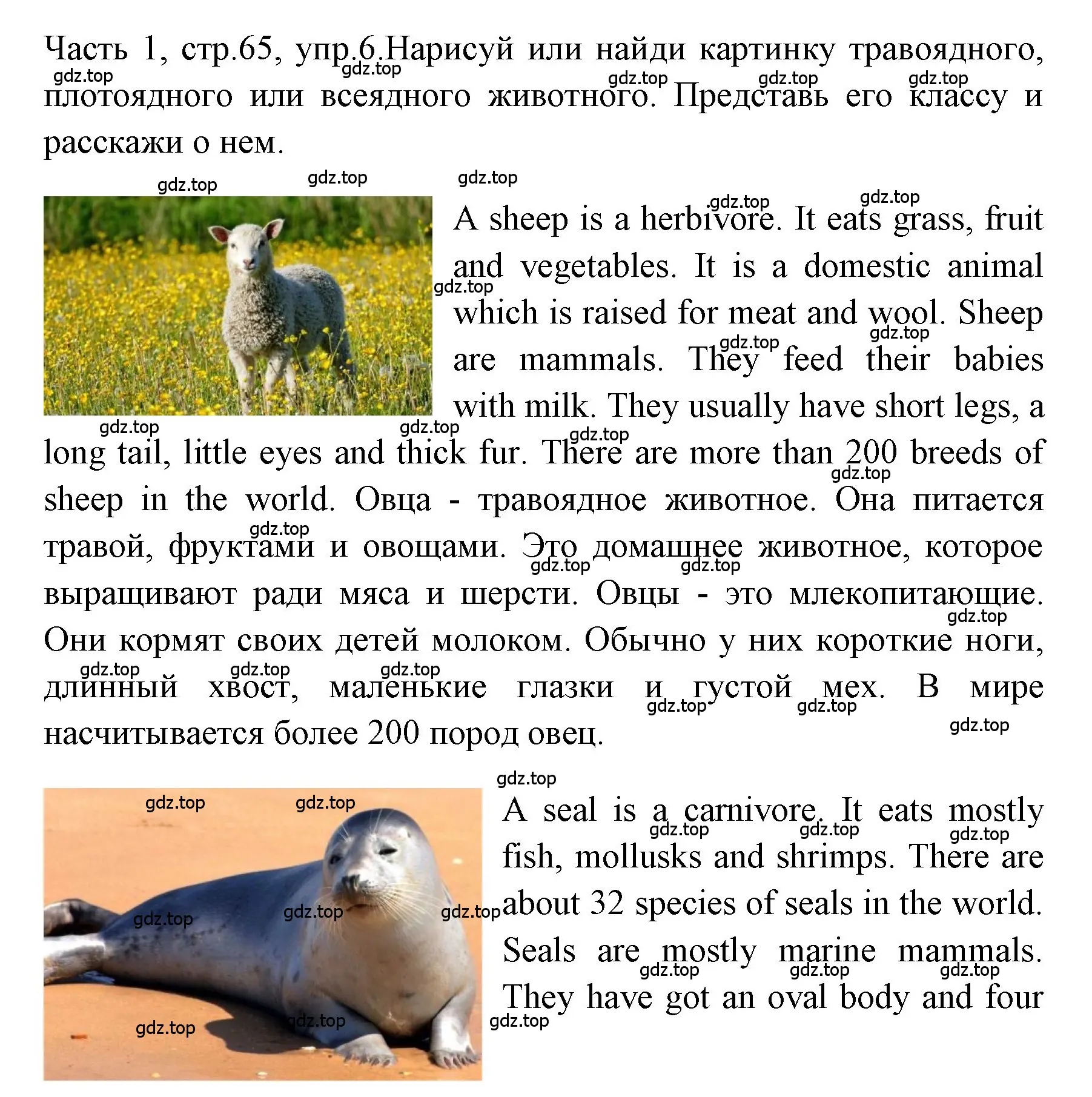 Решение номер 6 (страница 65) гдз по английскому языку 4 класс Быкова, Дули, учебник 1 часть