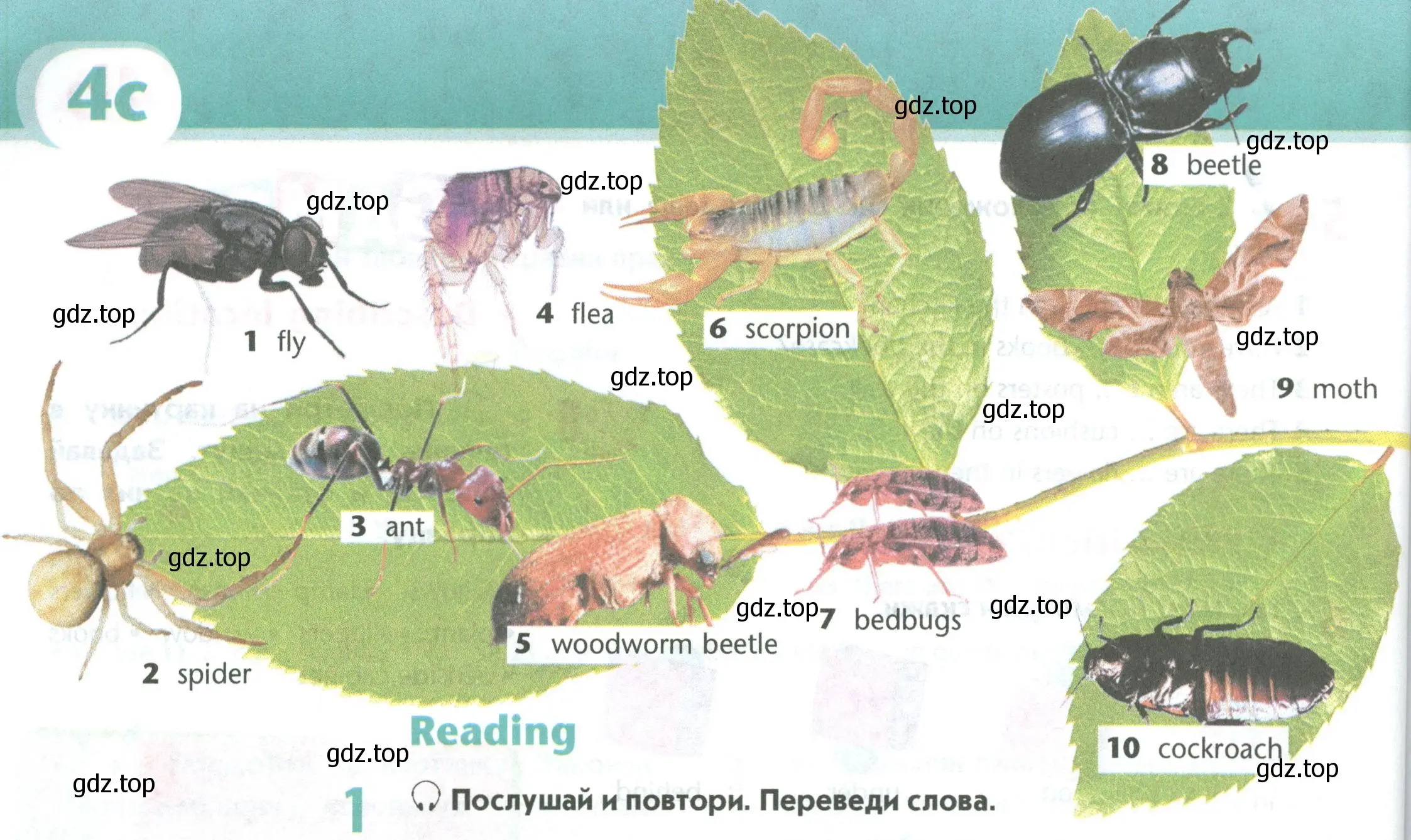 Условие номер 1 (страница 92) гдз по английскому языку 5 класс Маневич, Полякова, учебник