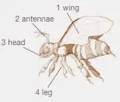 Рисунок. It's an insect's life!