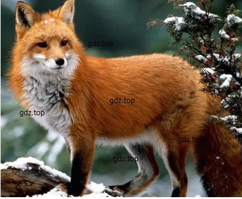 Рисунок. The fox