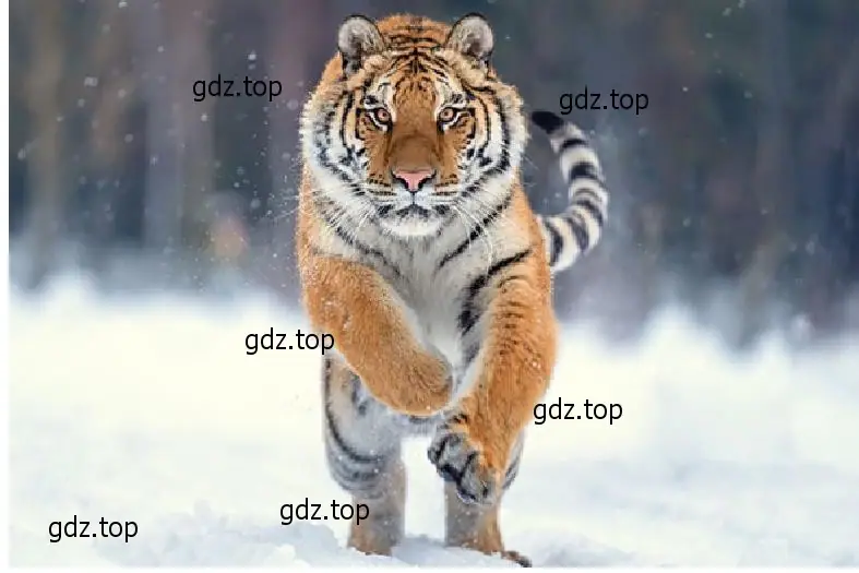 Рисунок. Amur Tiger.