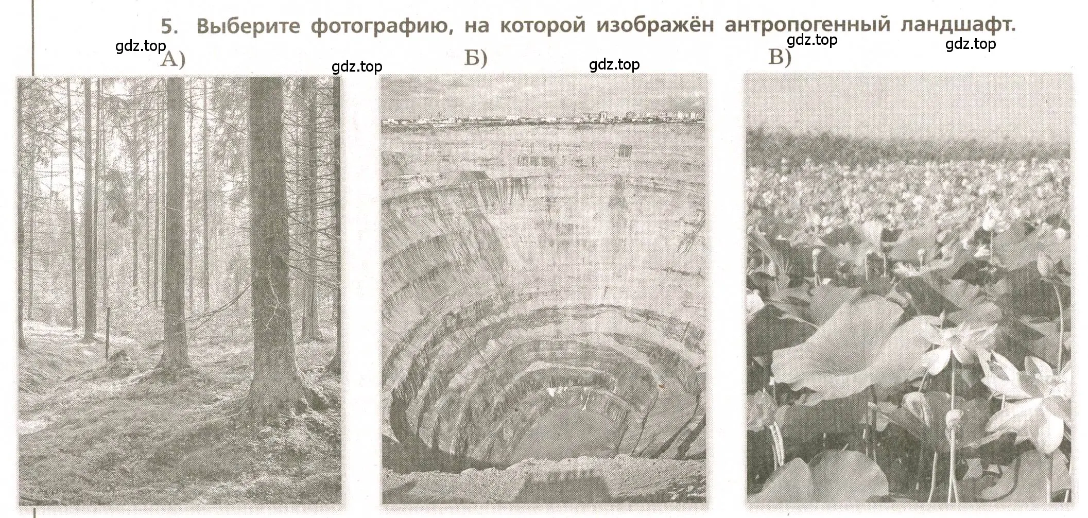 Условие номер 5 (страница 46) гдз по географии 5-6 класс Бондарева, Шидловский, проверочные работы