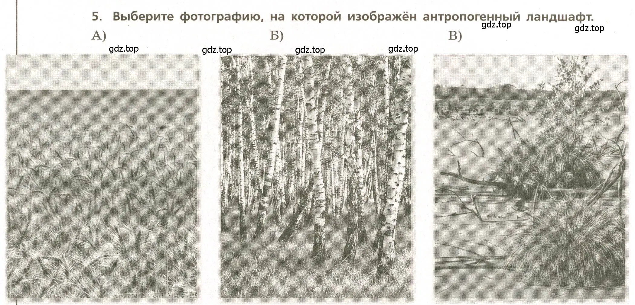 Условие номер 5 (страница 48) гдз по географии 5-6 класс Бондарева, Шидловский, проверочные работы