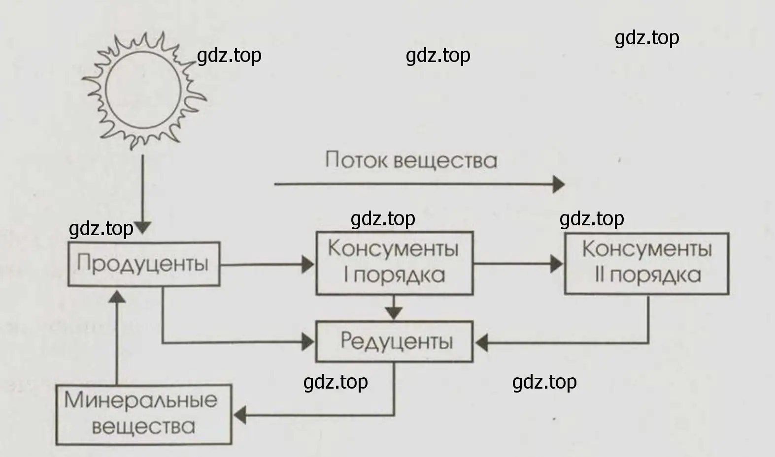 Начертите по памяти схему биологического круговорота