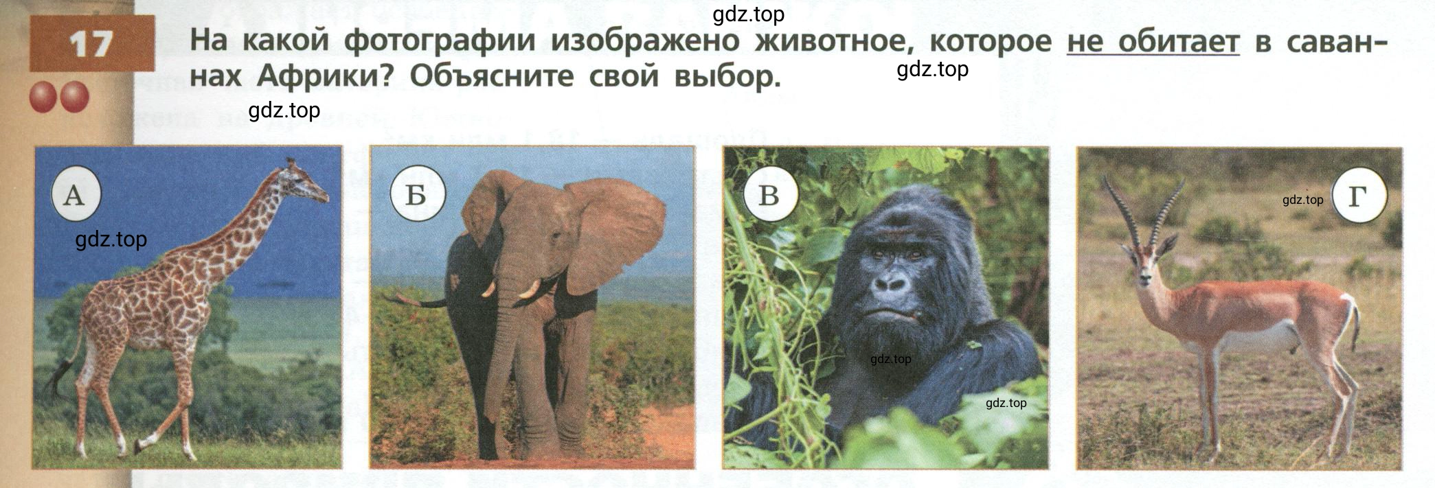 Условие номер 17 (страница 103) гдз по географии 7 класс Кузнецов, Савельева, учебник