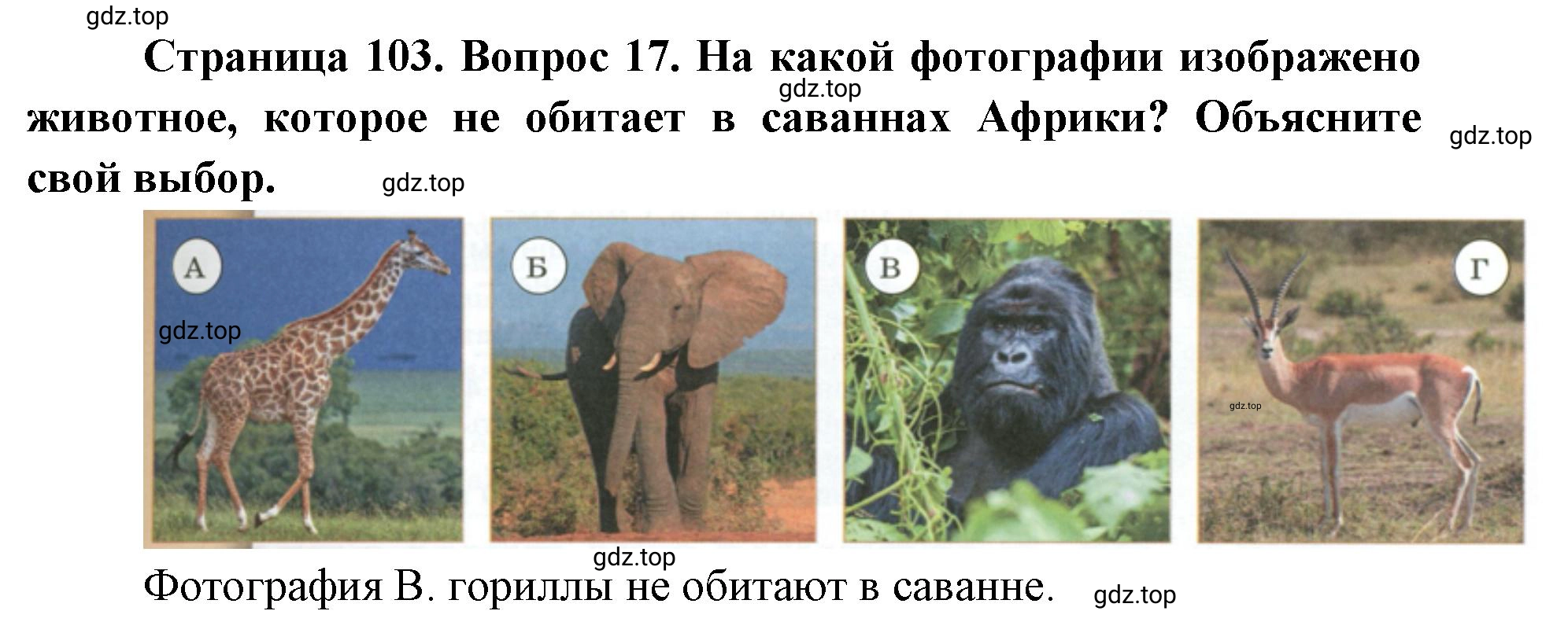 Решение номер 17 (страница 103) гдз по географии 7 класс Кузнецов, Савельева, учебник