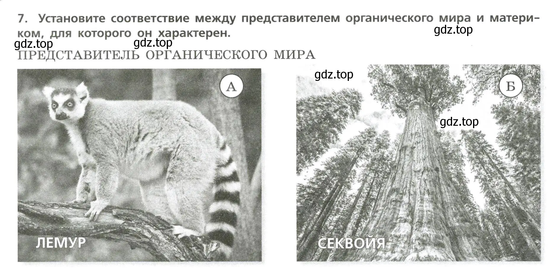 Условие номер 7 (страница 42) гдз по географии 7 класс Бондарева, Шидловский, проверочные работы