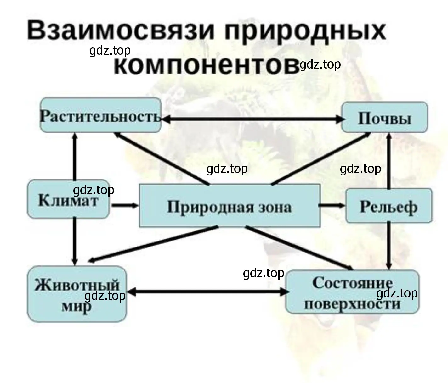 Взаимосвязи между компонентами природы в разных природных зонах