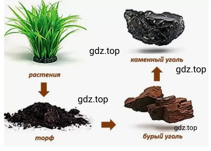 Схема процесса образования угля №1