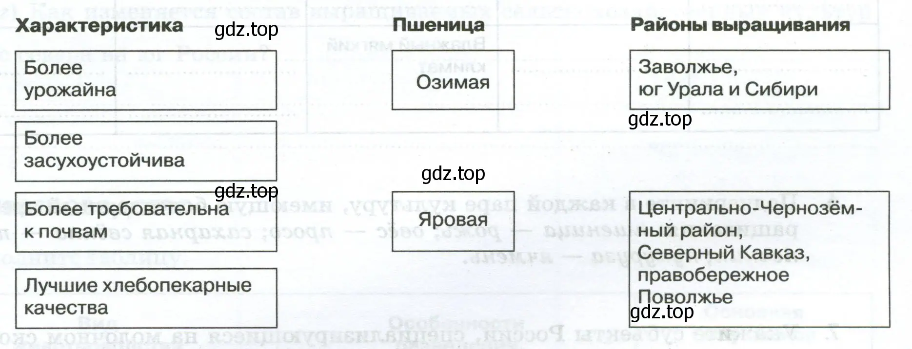 Схема соответствий между основными видами пшеницы, их характеристиками и районами выращивания