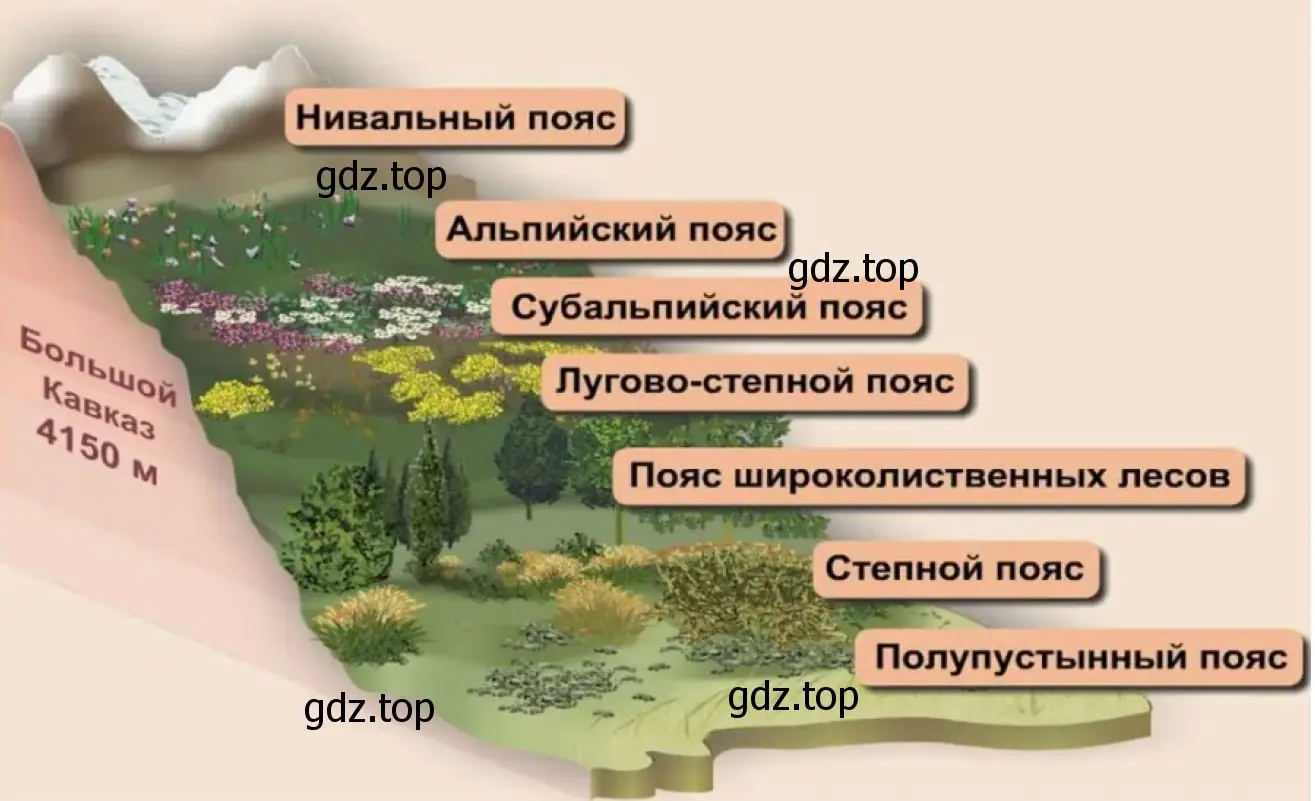 Рисунок. Схема высотной поясности Большого Кавказа.