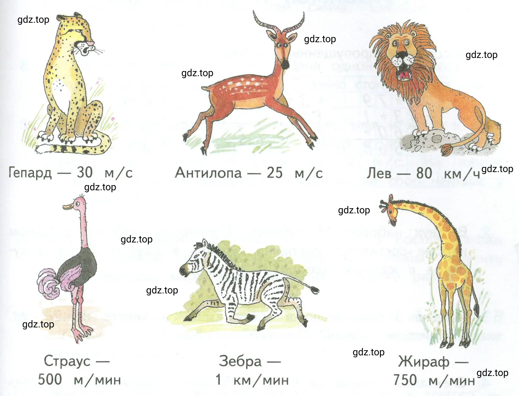 Многие крупные животные могут развивать большую скорость, но только на короткое время (на 3−5 мин). Ниже указаны именно такие скорости. Расположи всех этих животных в порядке уменьшения скорости их бега.