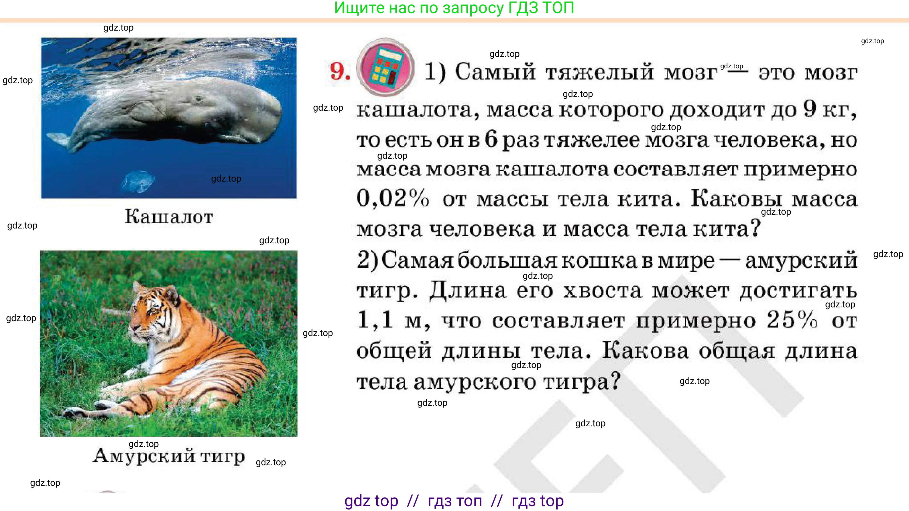 Алгебра, 7 класс Учебник, авторы: Абылкасымова Алма Есимбековна, Кучер Татьяна Павловна, Корчевский Владимир Евгеньевич, Жумагулова Зауре Абдыкеновна, издательство Мектеп, Алматы, 2025, зелёного цвета, страница 10, номер 9, Условие