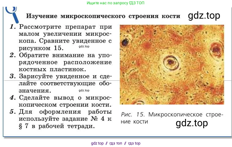 Биология, 8 класс Учебник, авторы: Пасечник Владимир Васильевич, Каменский Андрей Александрович, Швецов Глеб Геннадьевич, издательство Просвещение, Москва, 2019, страница 35, Условие