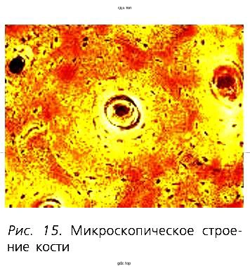 Рис. 15. Микроскопическое строение кости