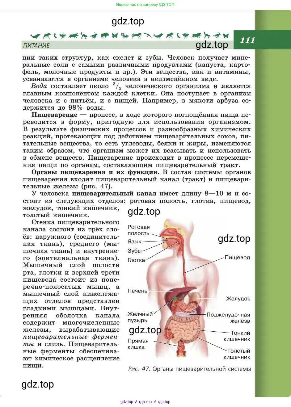 Биология, 8 класс Учебник, авторы: Пасечник Владимир Васильевич, Каменский Андрей Александрович, Швецов Глеб Геннадьевич, издательство Просвещение, Москва, 2019, страница 111