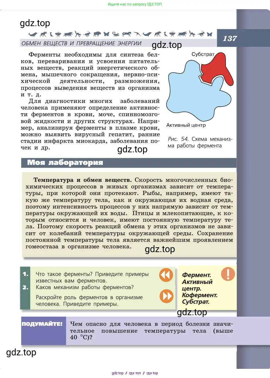 Биология, 8 класс Учебник, авторы: Пасечник Владимир Васильевич, Каменский Андрей Александрович, Швецов Глеб Геннадьевич, издательство Просвещение, Москва, 2019, страница 137