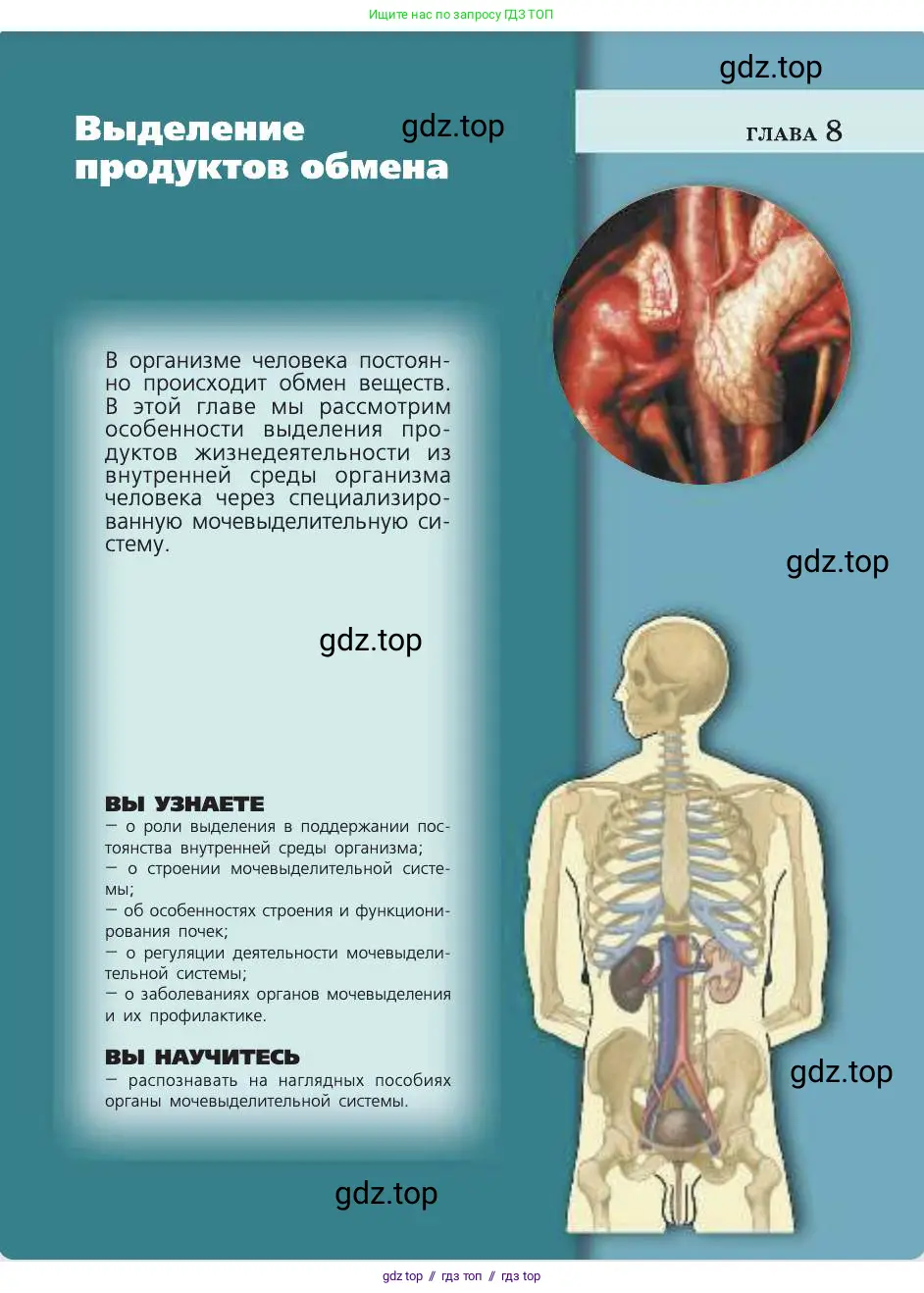 Биология, 8 класс Учебник, авторы: Пасечник Владимир Васильевич, Каменский Андрей Александрович, Швецов Глеб Геннадьевич, издательство Просвещение, Москва, 2019, страница 149
