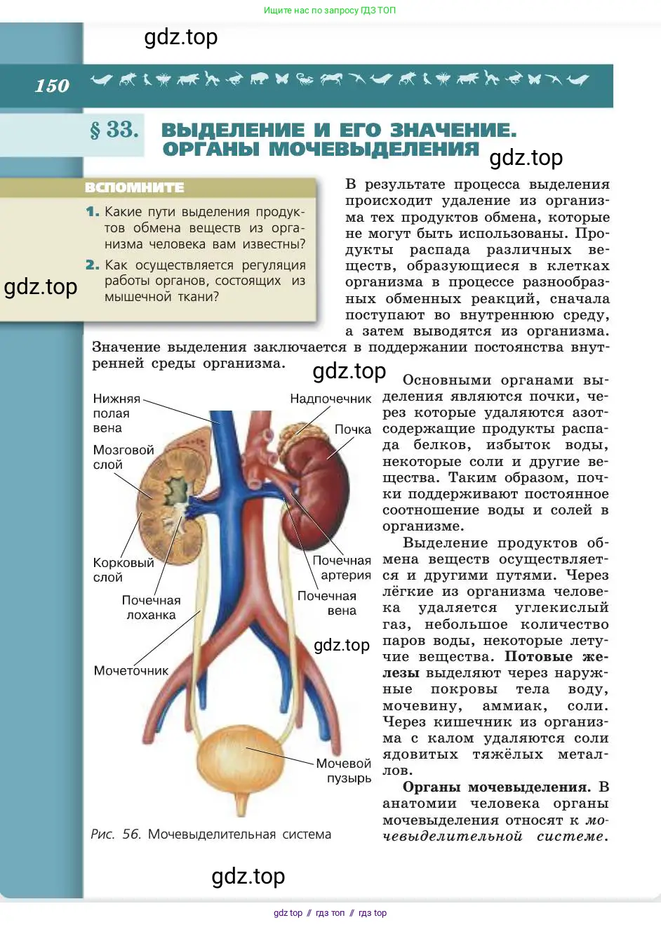 Биология, 8 класс Учебник, авторы: Пасечник Владимир Васильевич, Каменский Андрей Александрович, Швецов Глеб Геннадьевич, издательство Просвещение, Москва, 2019, страница 150
