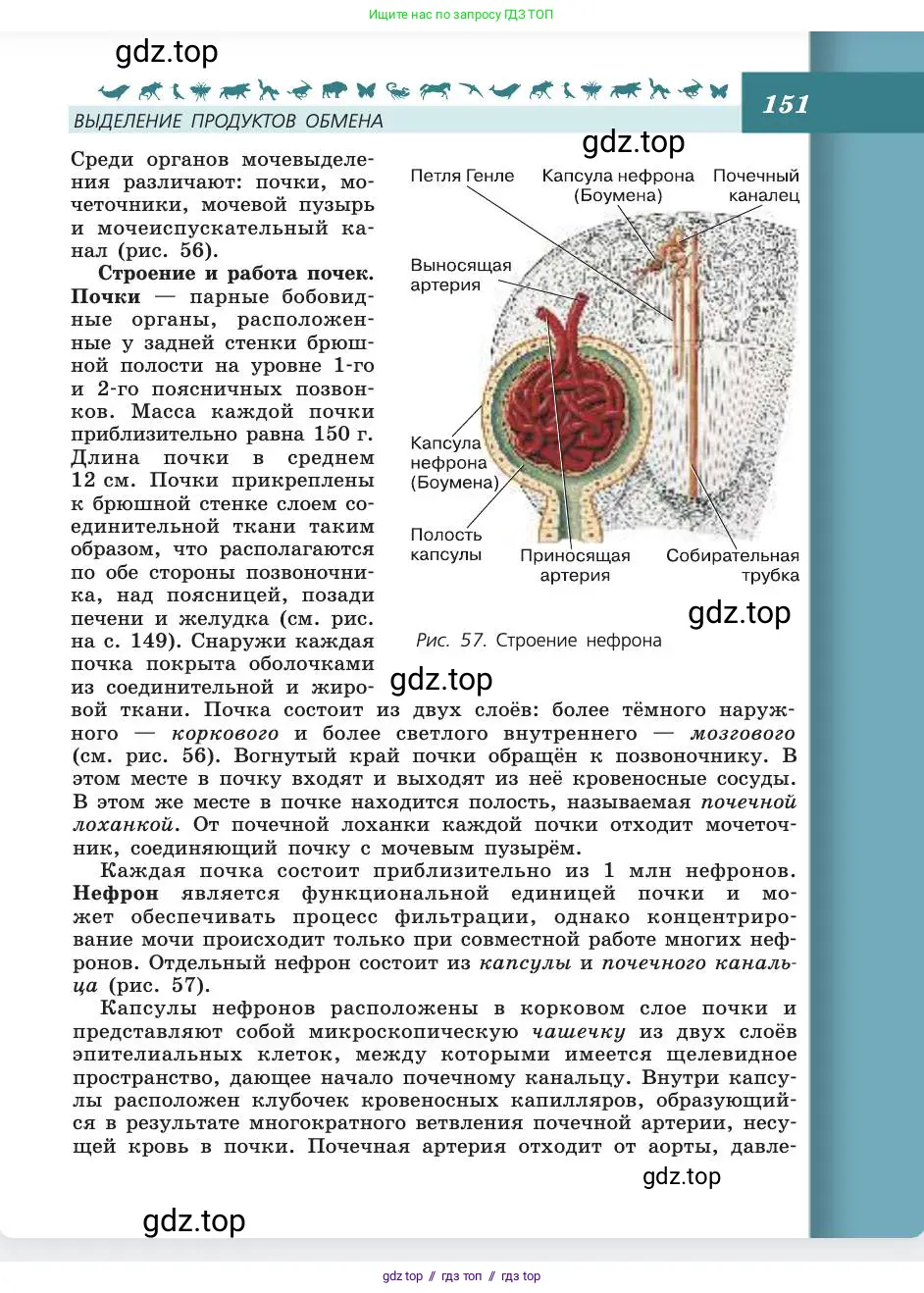 Биология, 8 класс Учебник, авторы: Пасечник Владимир Васильевич, Каменский Андрей Александрович, Швецов Глеб Геннадьевич, издательство Просвещение, Москва, 2019, страница 151
