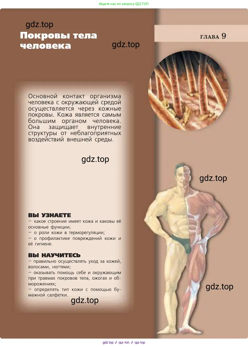 Биология, 8 класс Учебник, авторы: Пасечник Владимир Васильевич, Каменский Андрей Александрович, Швецов Глеб Геннадьевич, издательство Просвещение, Москва, 2019, страница 157