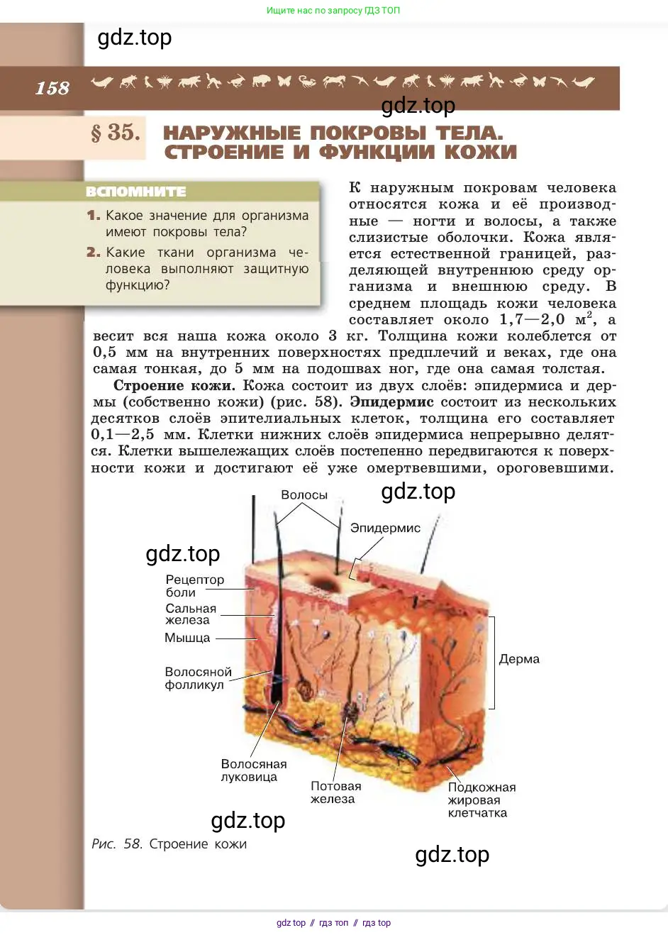 Биология, 8 класс Учебник, авторы: Пасечник Владимир Васильевич, Каменский Андрей Александрович, Швецов Глеб Геннадьевич, издательство Просвещение, Москва, 2019, страница 158